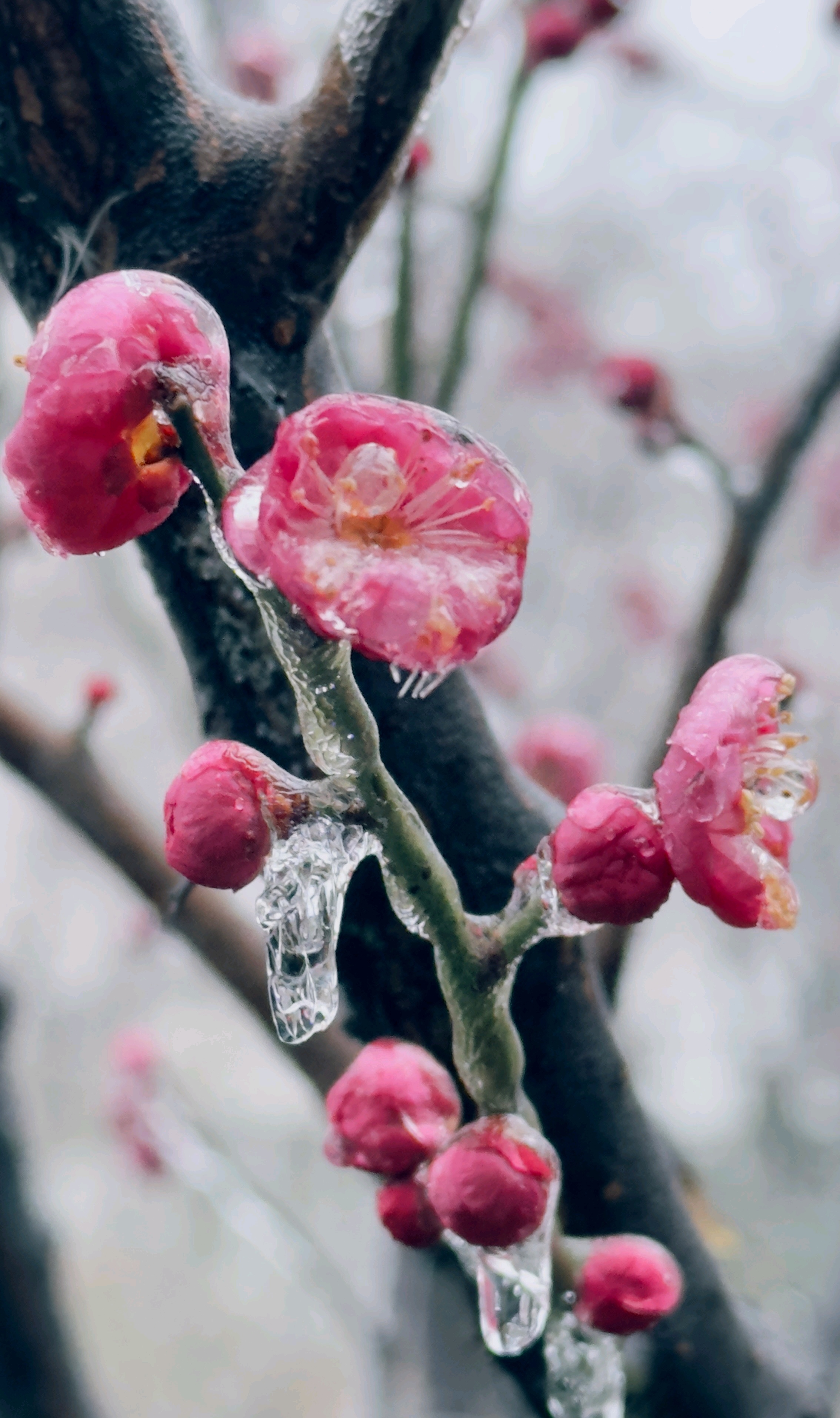 冻雨 唯美图片