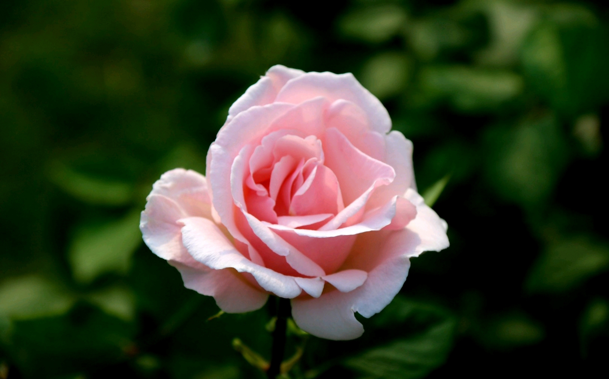 分享一组粉红系列月季花美图