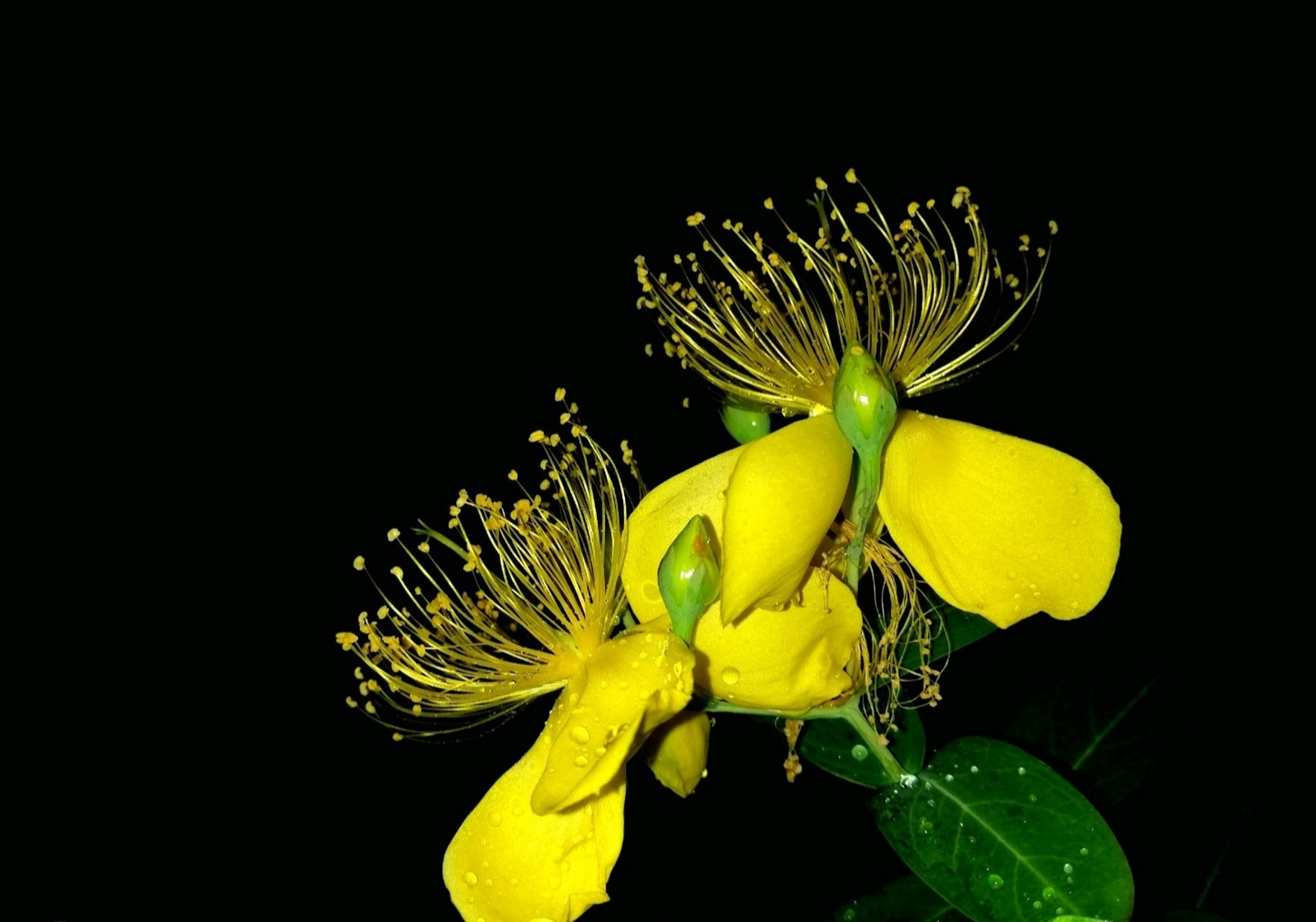 那得文仙归故园,黄冠相向到邱山".