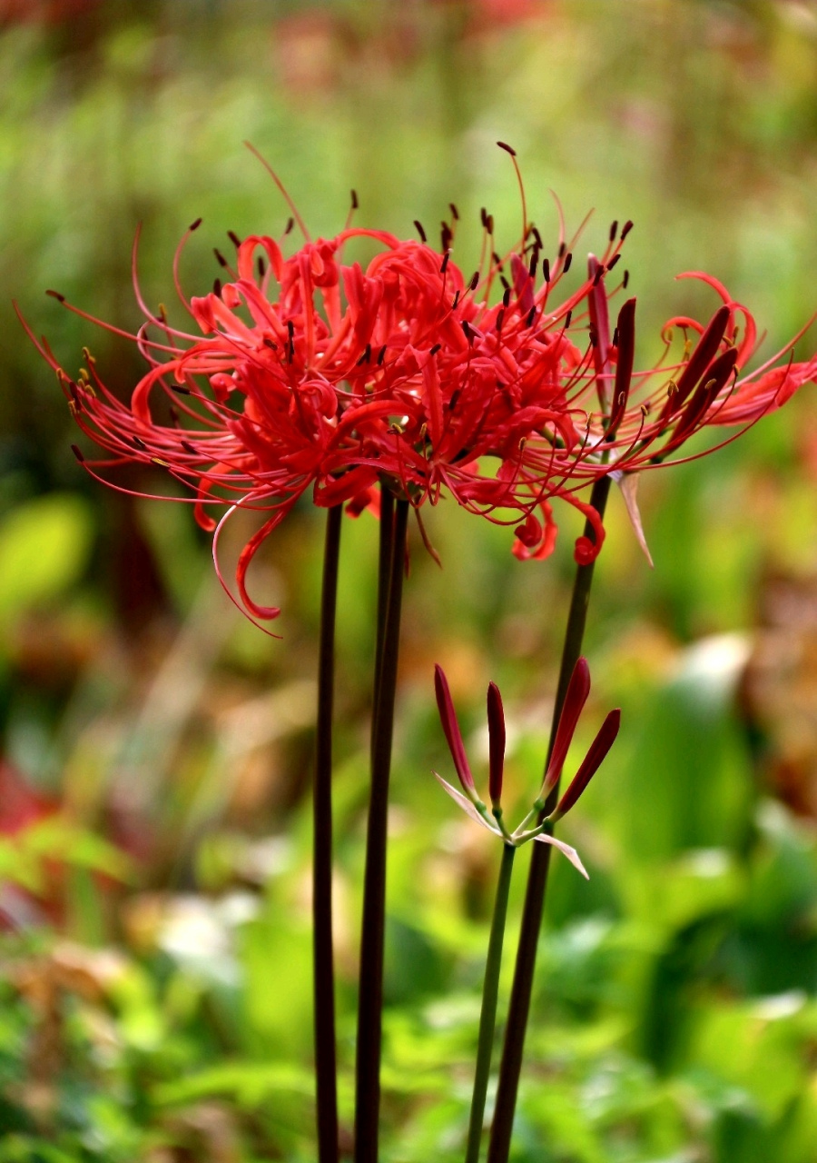 彼岸花大红色的花,红得艳丽,红得惊人,红的如鲜血.