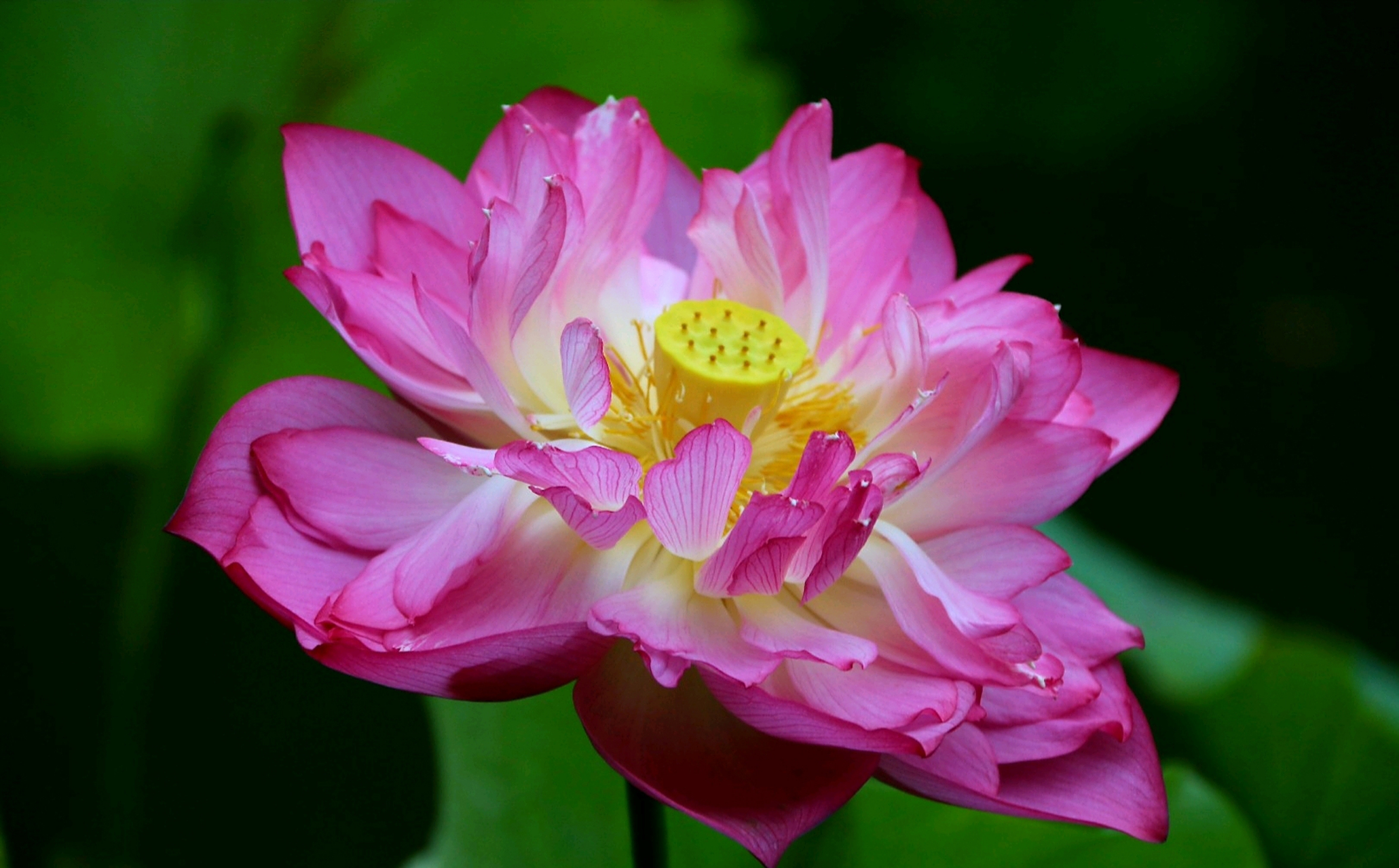 分享重瓣荷花图片