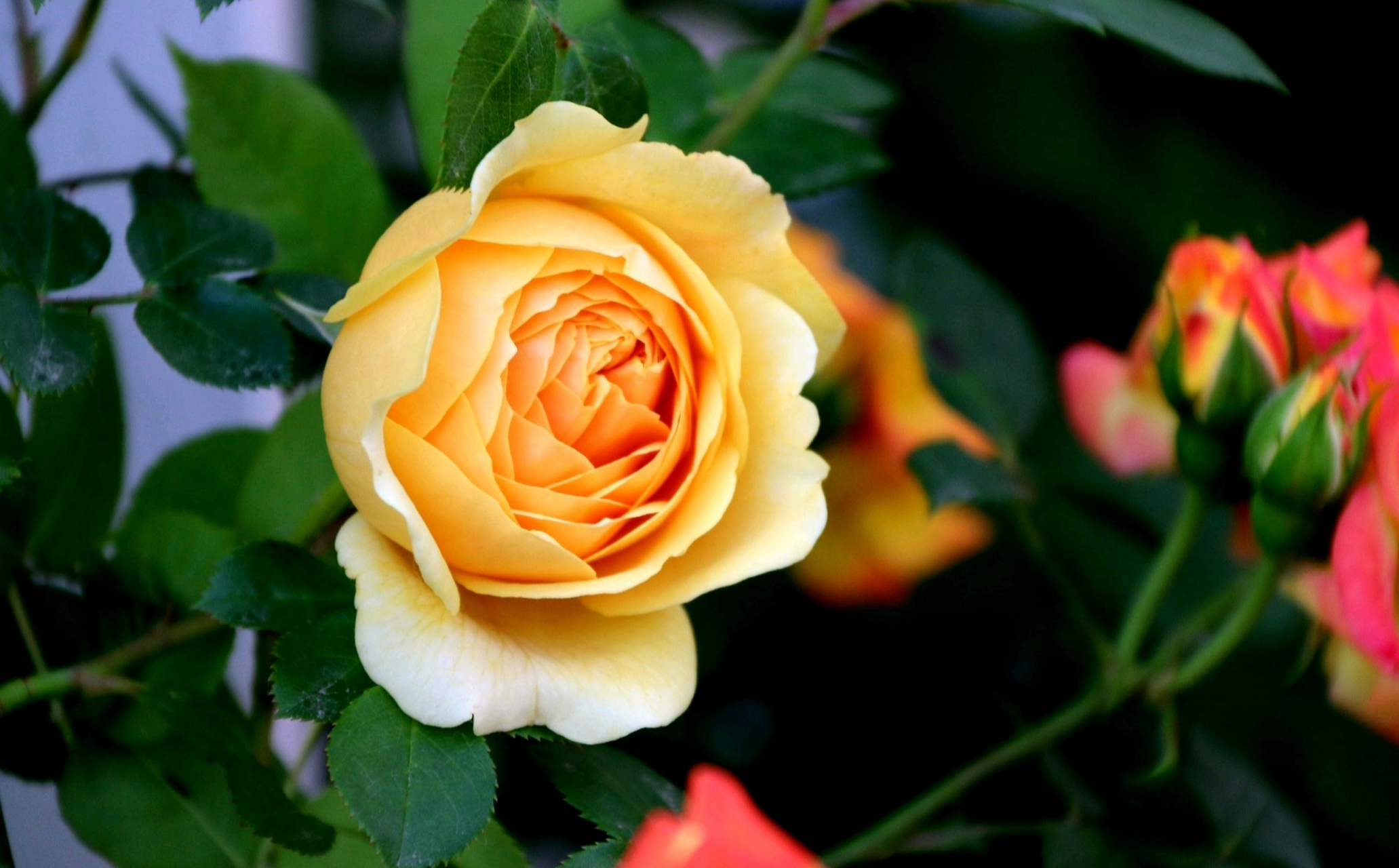 分享一组橙黄色系列月季美图