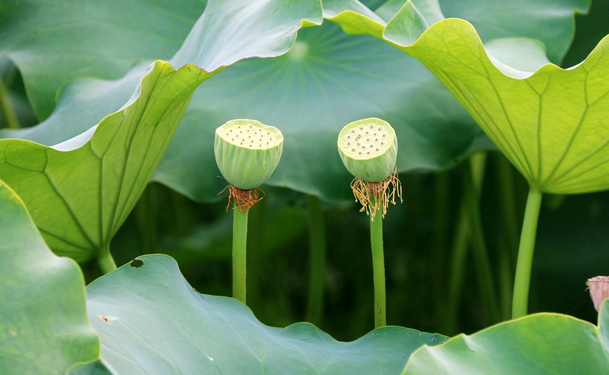 莲叶层层张绿伞,莲房个个垂金盏