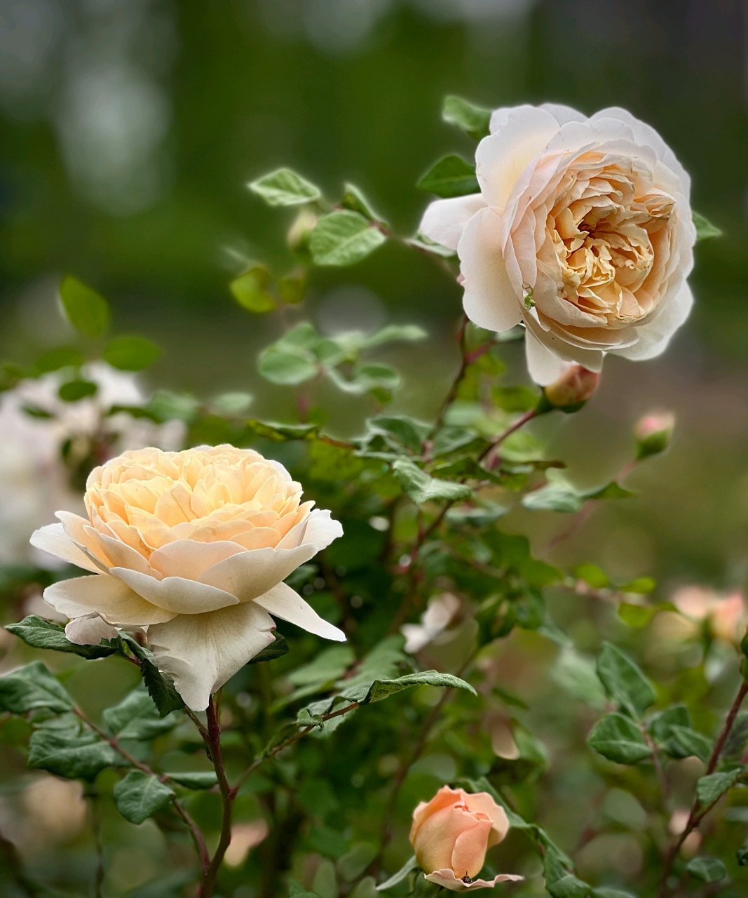 粉色月季开花的时候, 给人一种浪漫梦幻的感觉, 就像年少时的初恋一