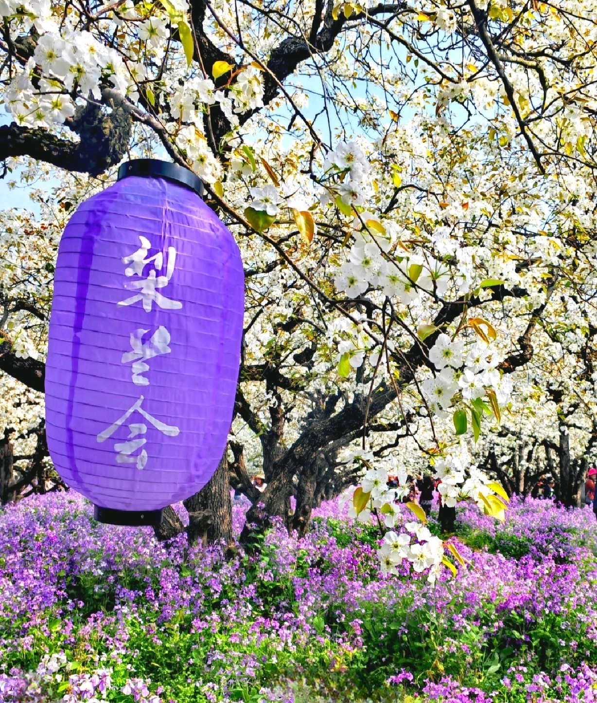 在宿迁,有一种春天叫梨兰会