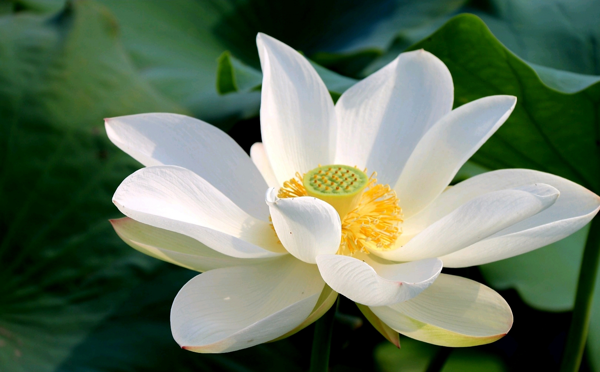 洁白无瑕,纤尘不染 分享一组白莲花美图