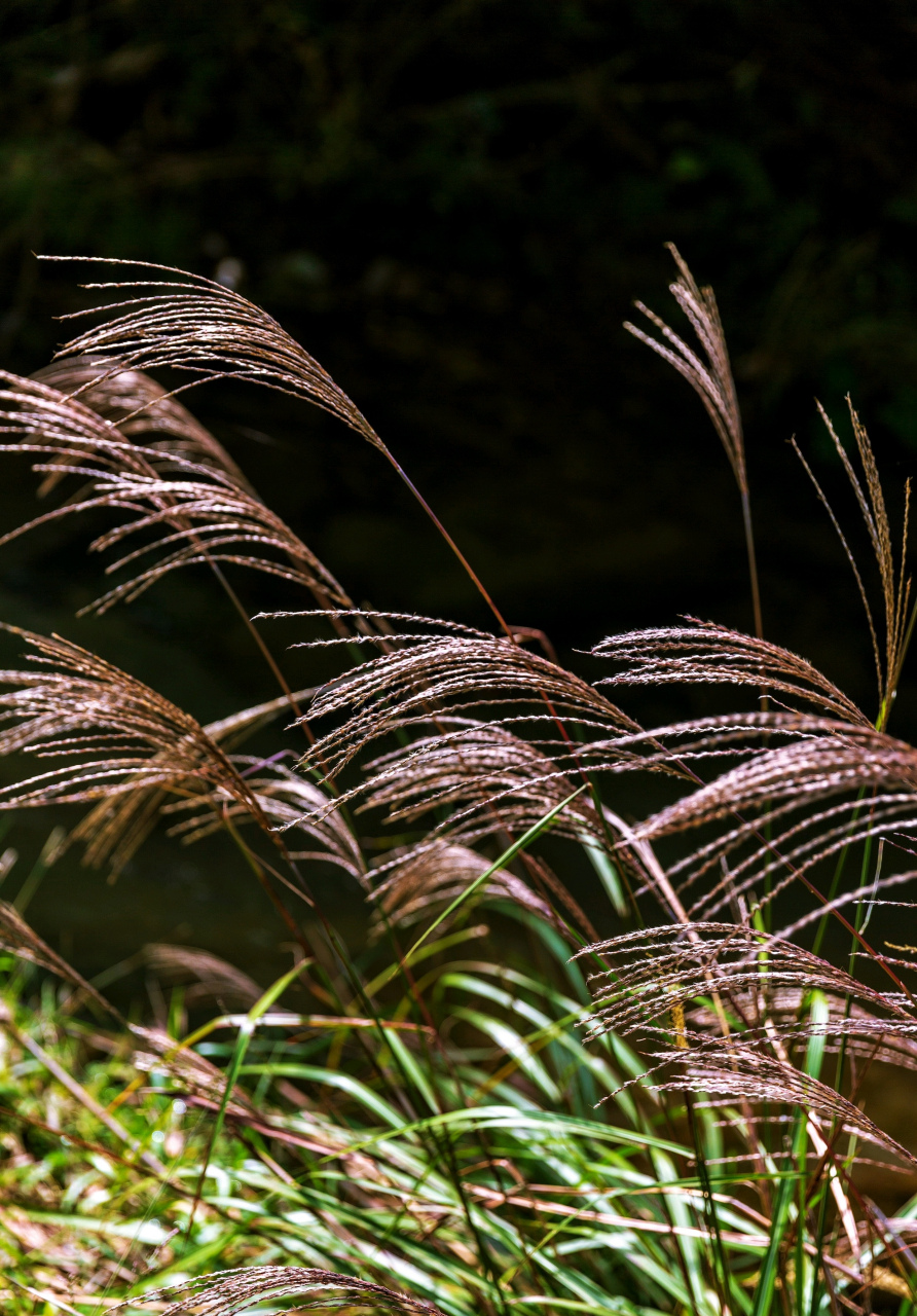 芒,是禾本科芒属多年生苇状草本植物,也叫芭茅,植株较高大,广泛分布