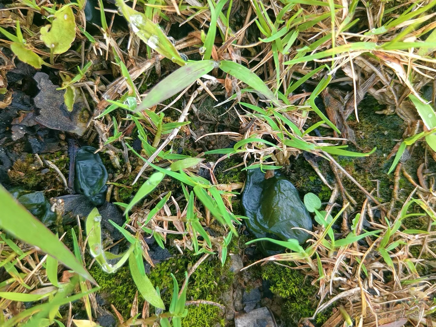 前两天下了场雨,房前屋后草地里长了好多这个玩意儿,看着和木耳有点像
