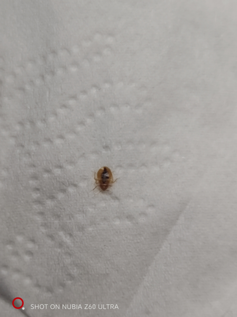 帮忙看一下这是什么虫子,床垫旁边,应该是咬人,一次一排,小红点#科普
