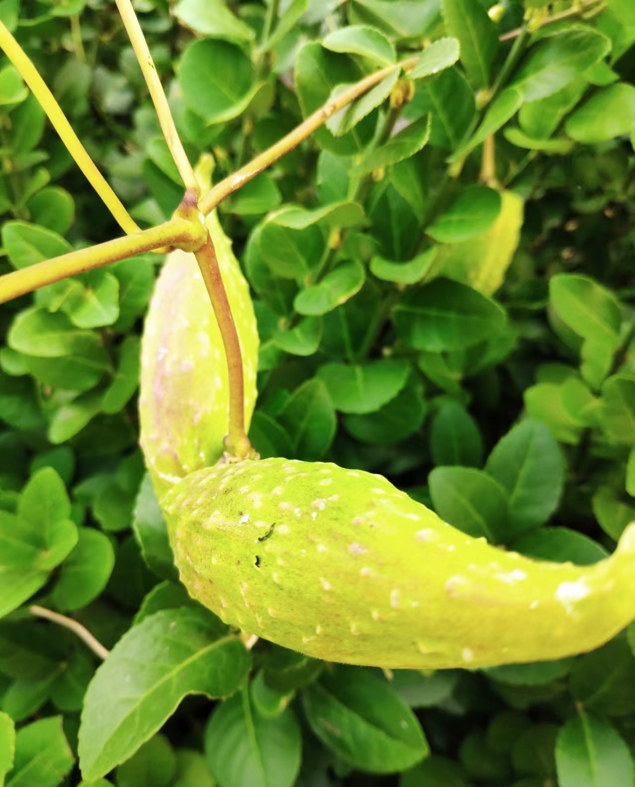 你们儿时吃过地梢瓜吗?