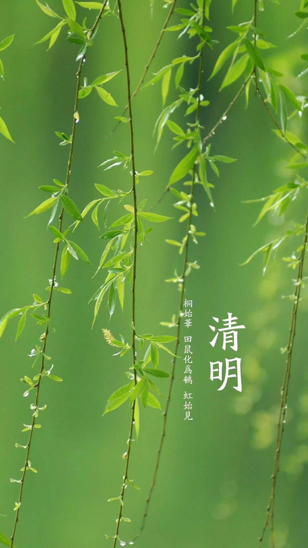 象征清明节的图片图片