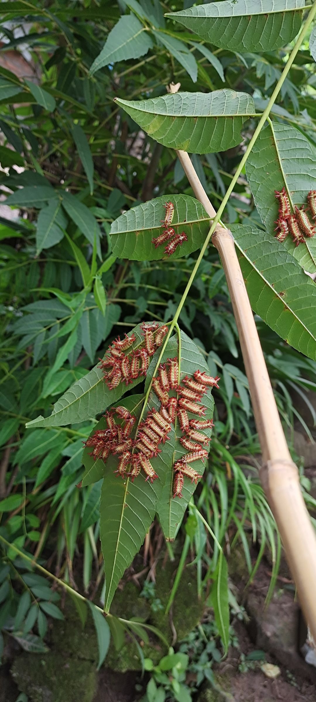 这玩意你们那里叫啥子,毛辣子?还是神兽
