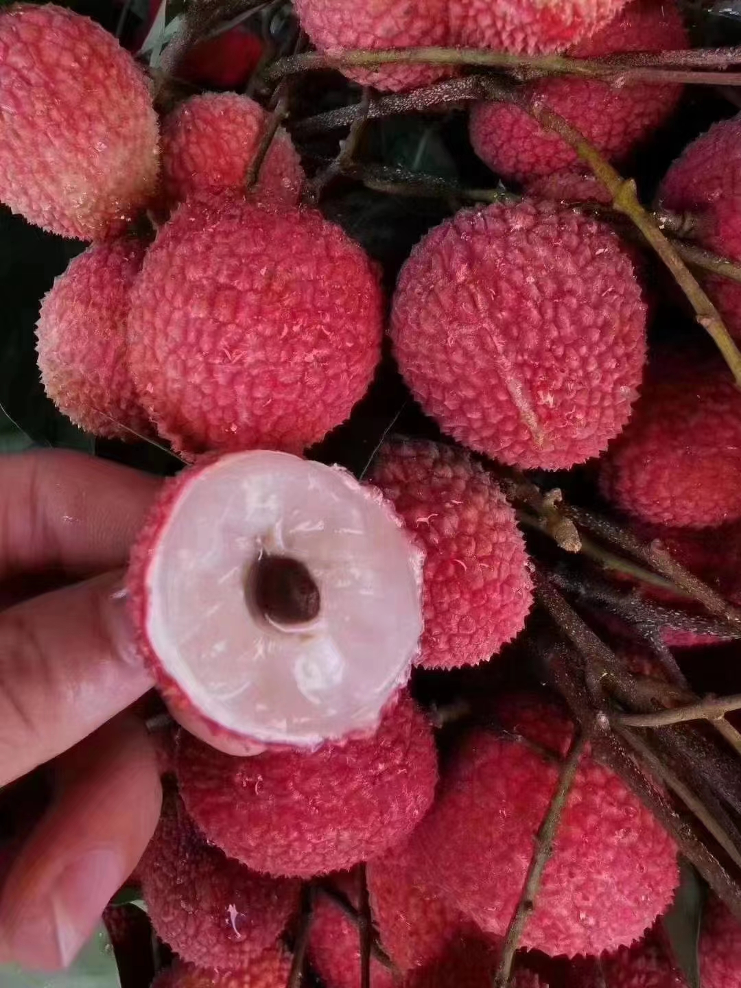 走过路过不要错过,永春岵山荔枝甜而不腻,快来订购吧!