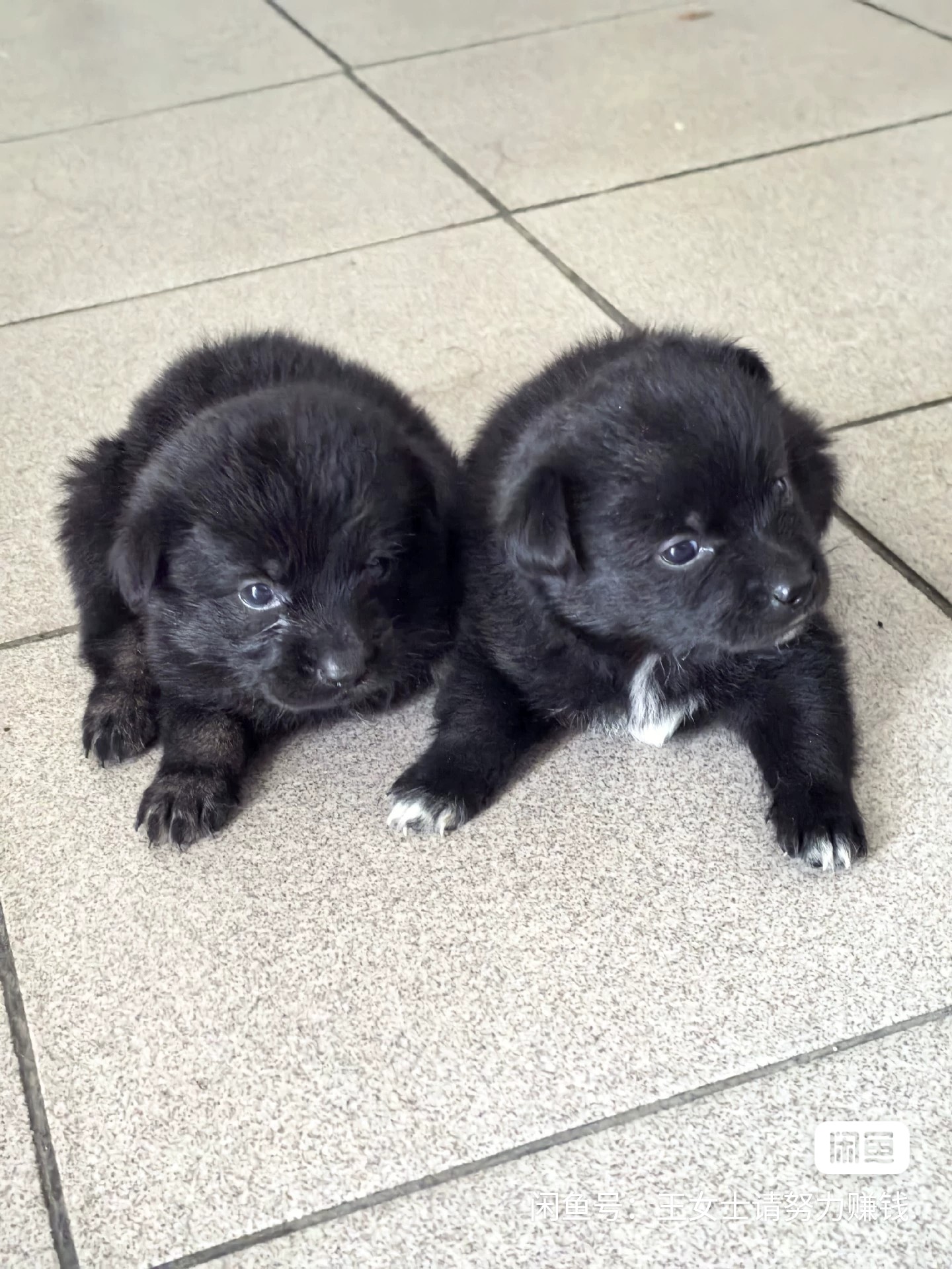 中华田园犬,也常被称为土狗,柴狗或本地狗,是中国本土的犬种之一