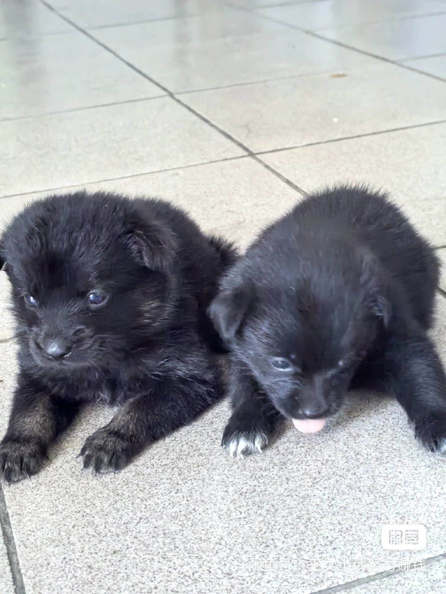 中华田园犬,也常被称为土狗,柴狗或本地狗,是中国本土的犬种之一