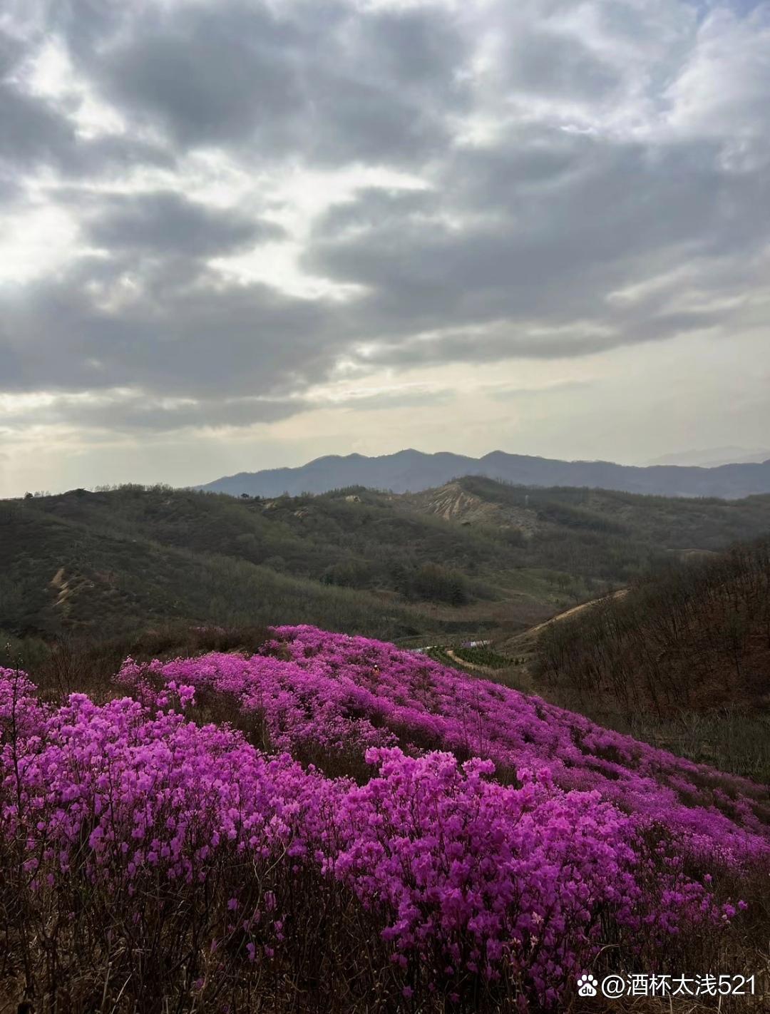 而"不负春光"则传达出一种积极向上的态度,意味着我们应像这些山花一