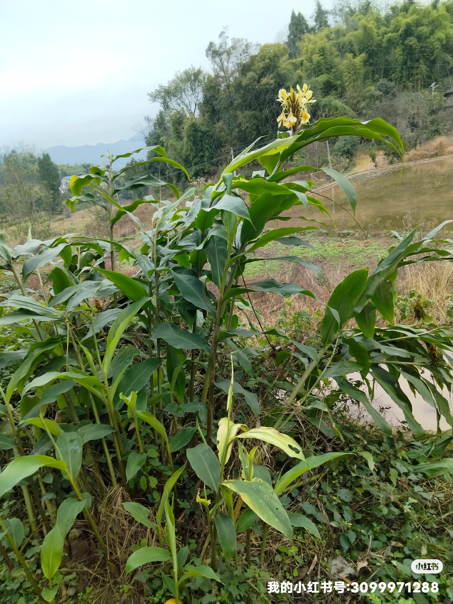 山姜有几种图片大全图片