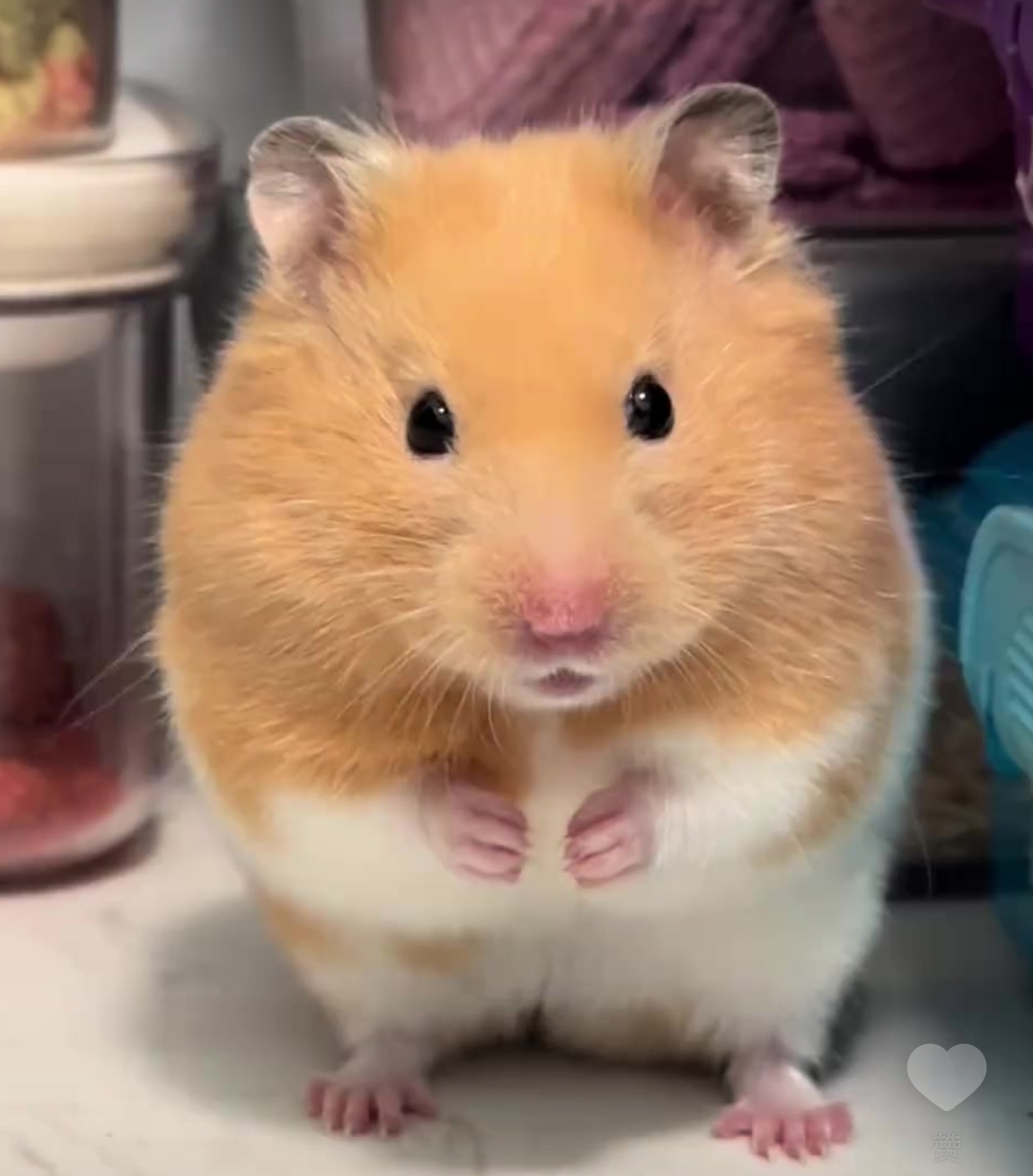 侏儒仓鼠的日常 🐹  家有萌鼠一只,名叫糯米团,它的毛色是经典的棕