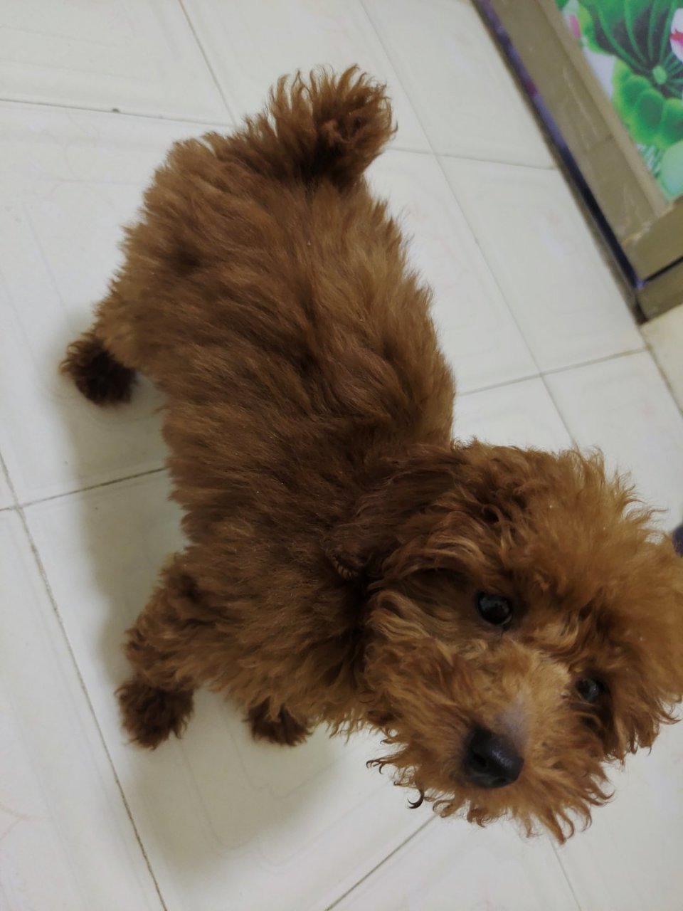 五个月泰迪# 我家狗子马上五个月了,身上的毛一点都不卷,也不知道