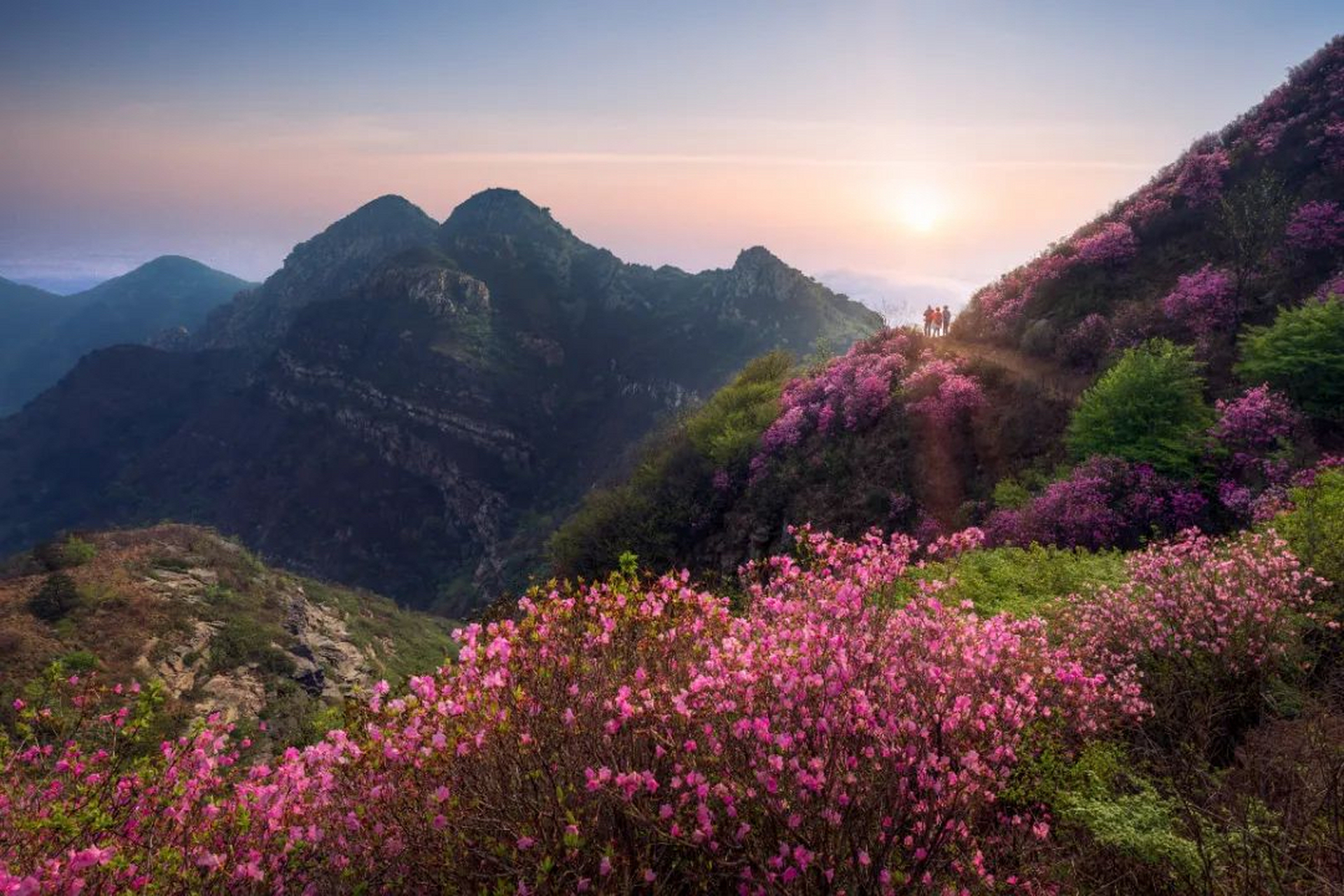 贵州毕节杜鹃花海图片