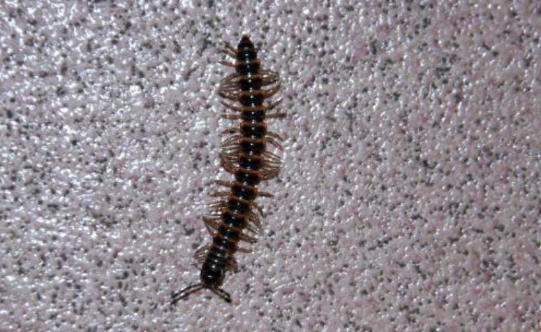 蜈蚣是昆虫吗为什么叫蜈蚣百科在线 蜈蚣是昆虫吗为什么叫蜈蚣百科在线