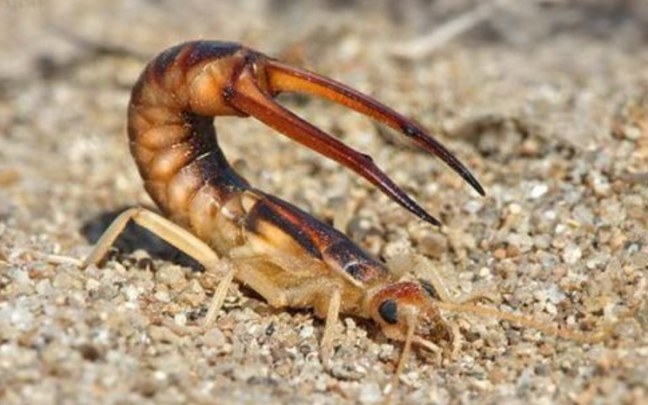 耳夹子虫用什么药消灭干净     耳夹子虫也叫蠼螋,剪刀虫.