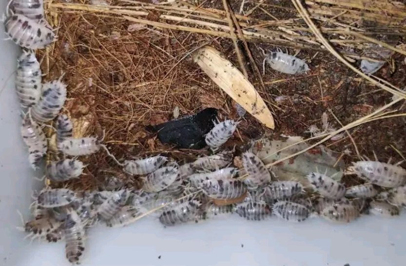 卧室潮虫怎么彻底消灭      卧室有潮虫,说明卧室比较潮湿,床上用品有