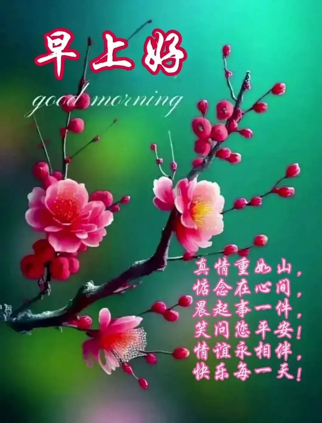 早安问候,梅花盛开映朝阳,愿你今日如花般绽放