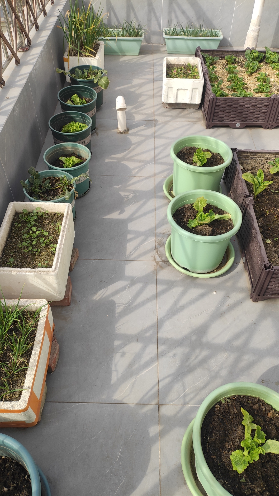 看看我家露台的菜菜,每一株都充满了生机