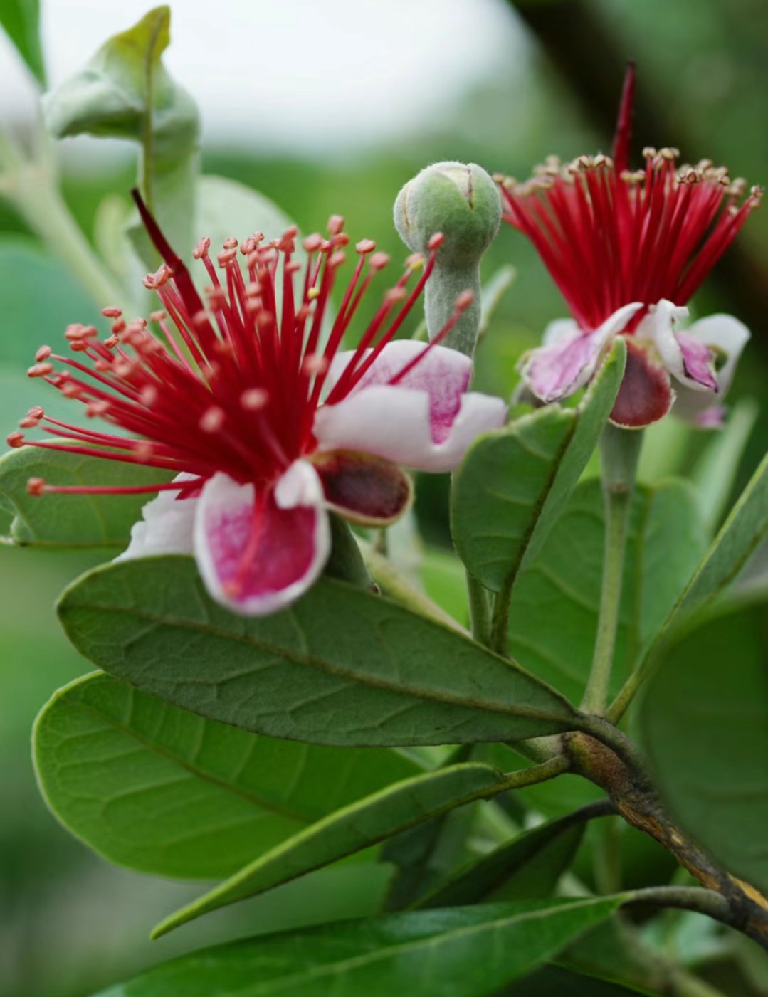 菲油果 菲油果是一种非常特别的水.@oq鱼的动态