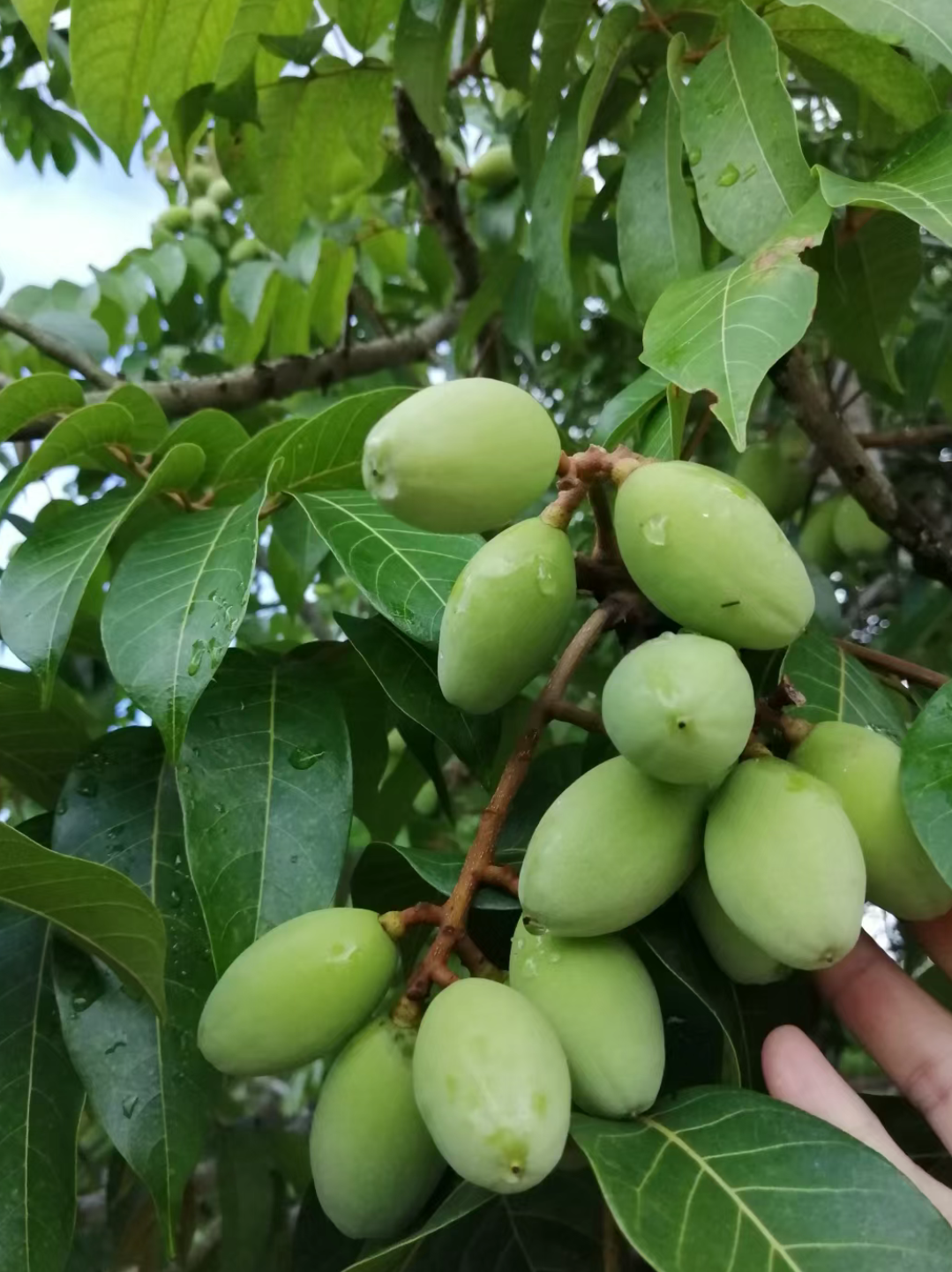 橄榄  橄榄,一种常见于地中海地区的食材,在我国也有着悠久的历史