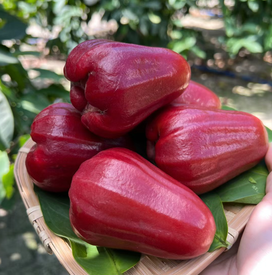 作为一种热带水果,莲雾在许多地区都是一种稀有而珍贵的水果