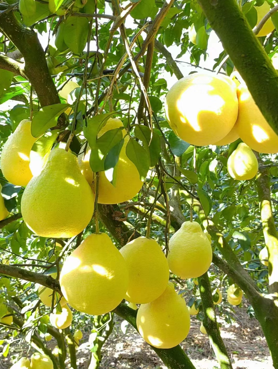 柚子  柚子,作为一种颇具人气的亚热带水果,以其清甜多汁的口感和丰富