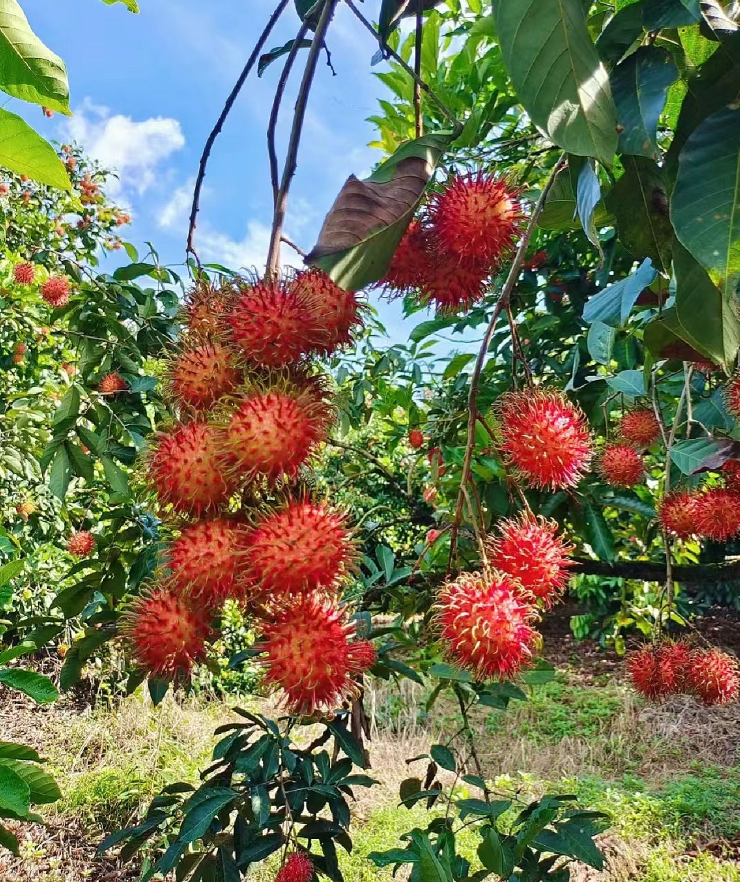 探索海南美食——保亭红毛丹  红毛丹,又称毛荔枝,是一种热带水果,原