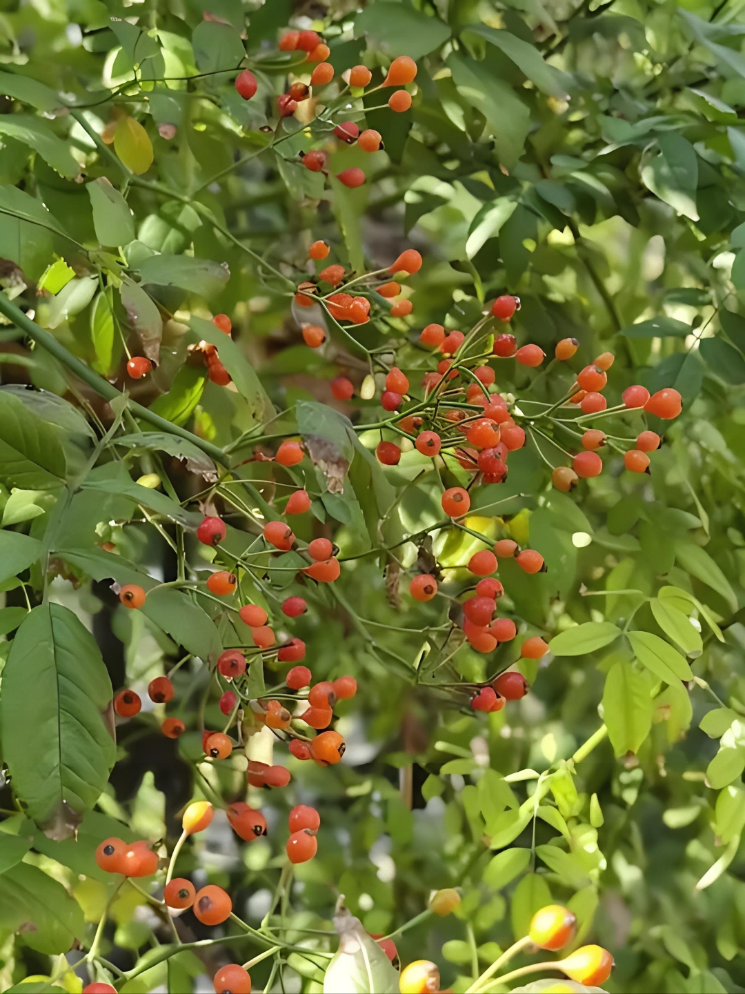 这种果实以其形态和丰富的营养成分,在自然界中独树一帜,被誉为自然的