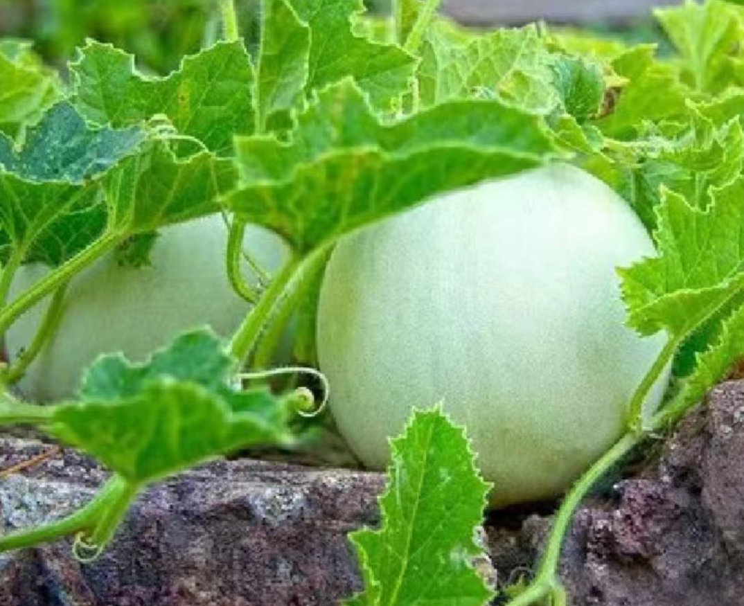 白兰瓜——"瓜果皇后"  白兰瓜,别称哈密瓜,源于我国新疆,是一种闻名