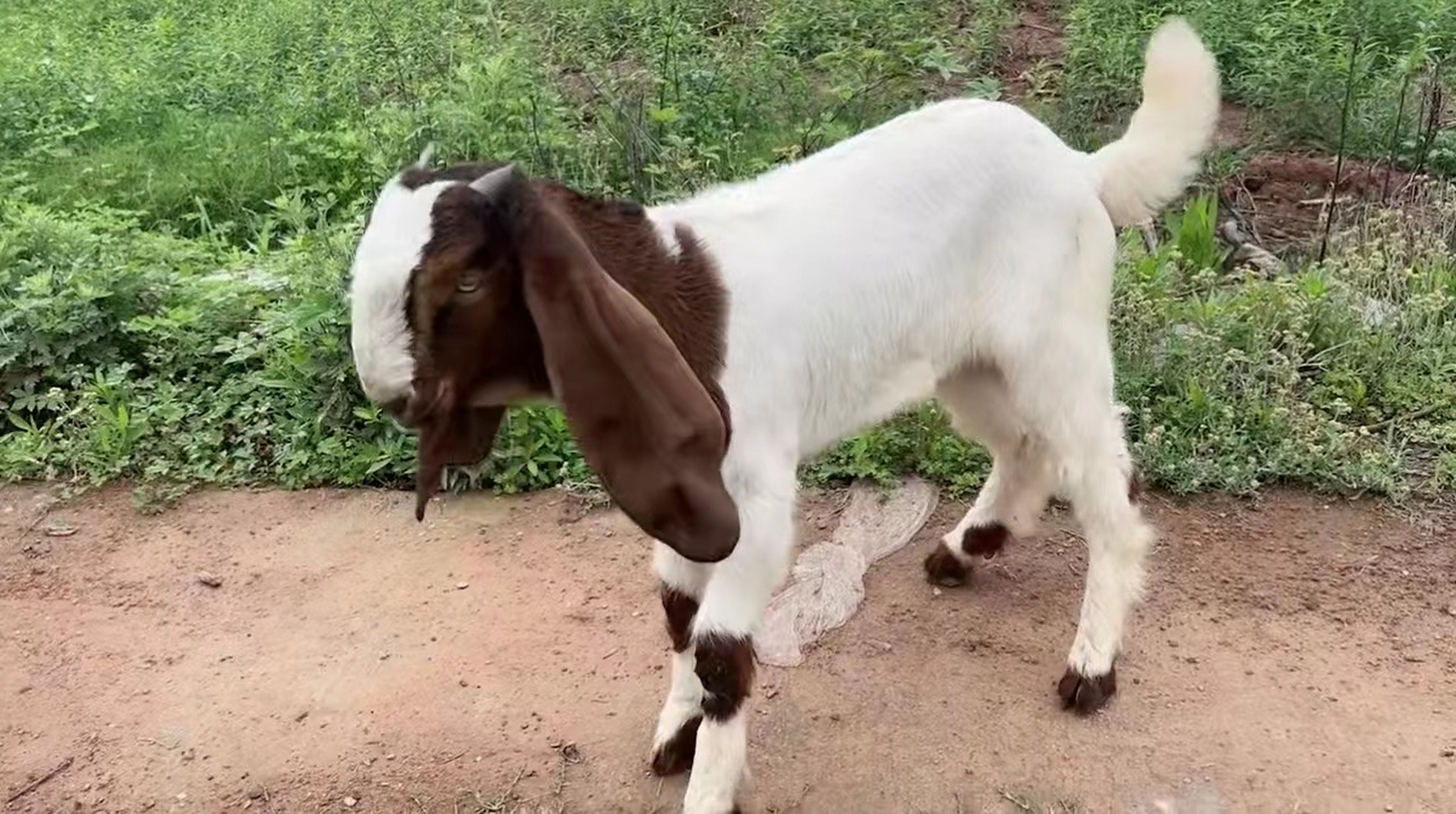 大马士革,长耳朵山羊