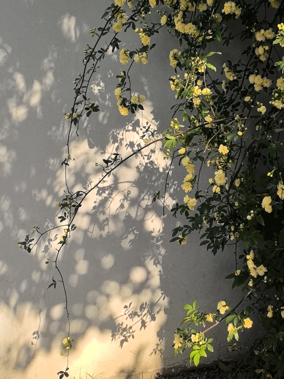 一组光影 墙上的树叶影子,仿佛自然界的画作,美得如此悄然