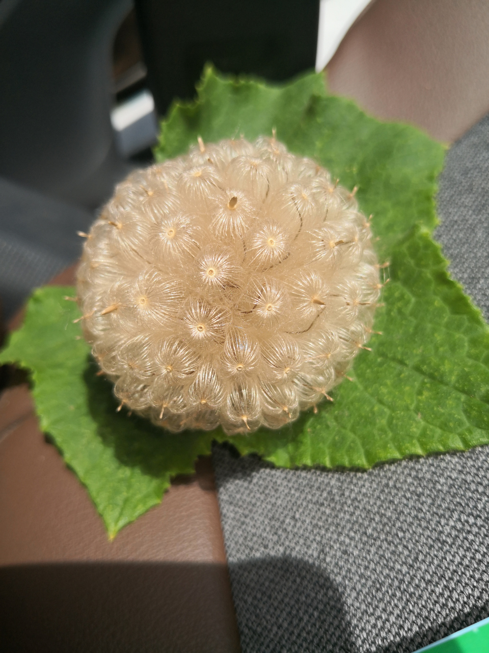 今天看到一个奇怪的植物,想知道是什么,哥哥姐姐知道是什么吗?