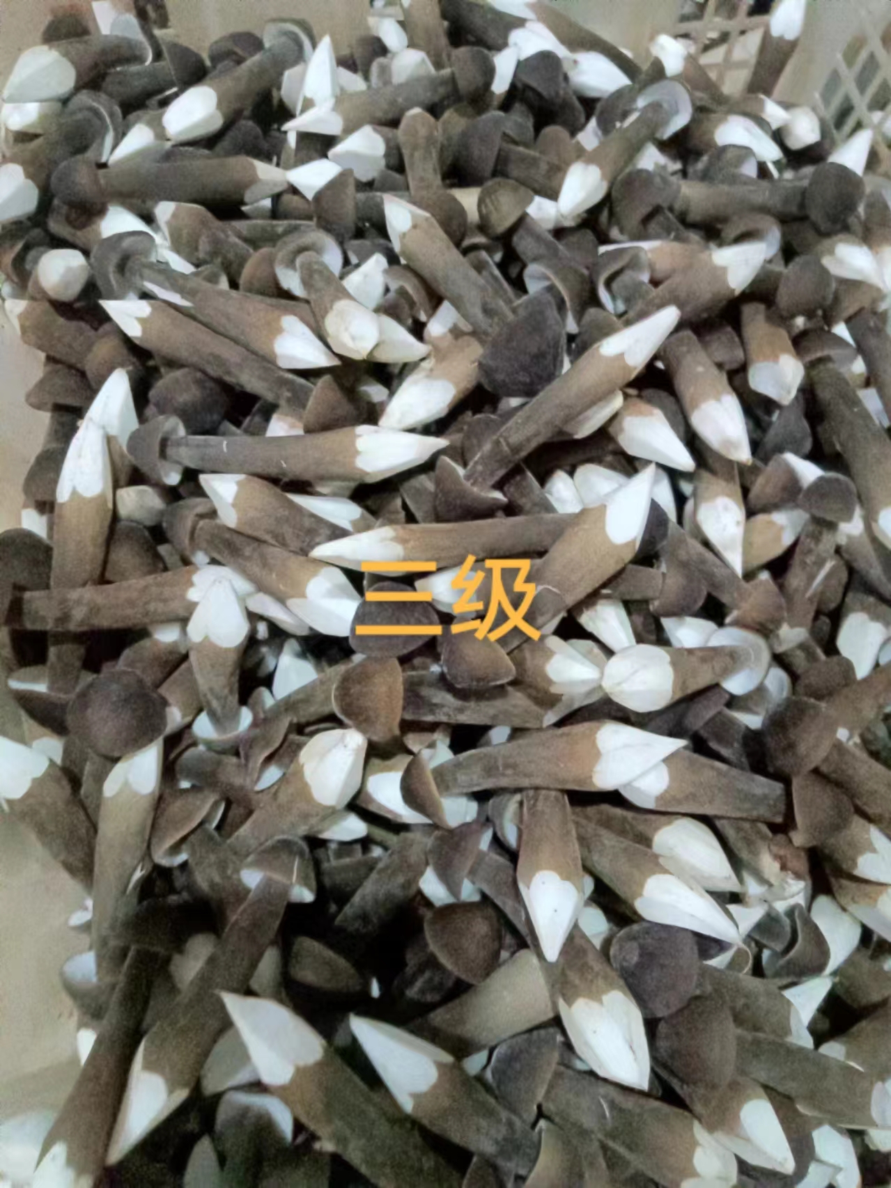 黑皮鸡枞菌飞机发货