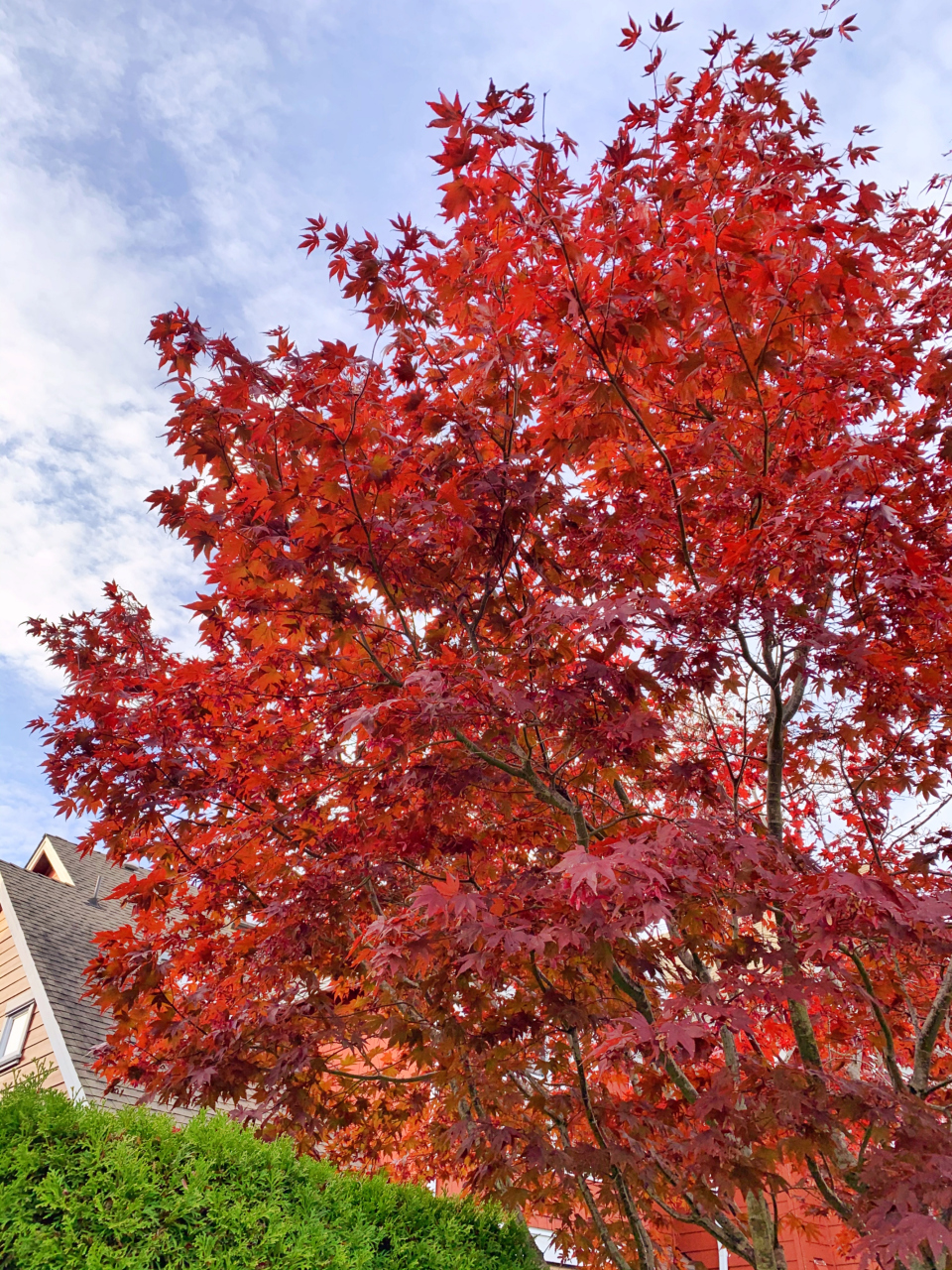 9896加拿大不愧为"枫叶之国",这个秋天,从美国的西雅图自驾到