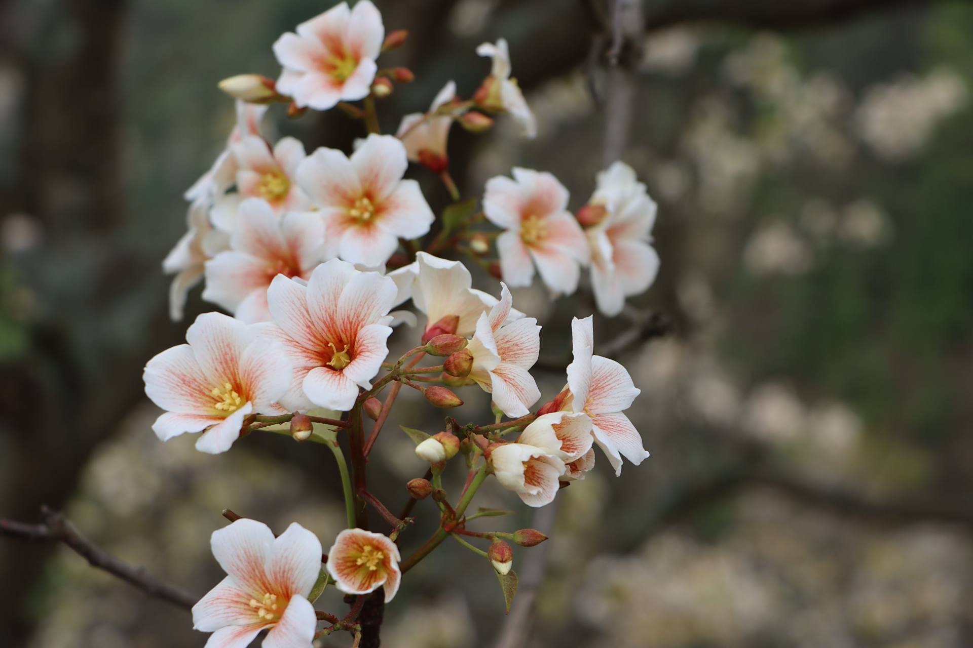 桐花盛开的季节,茂密的绿叶下,一位壮家女孩儿婀娜多姿地走在田间小径