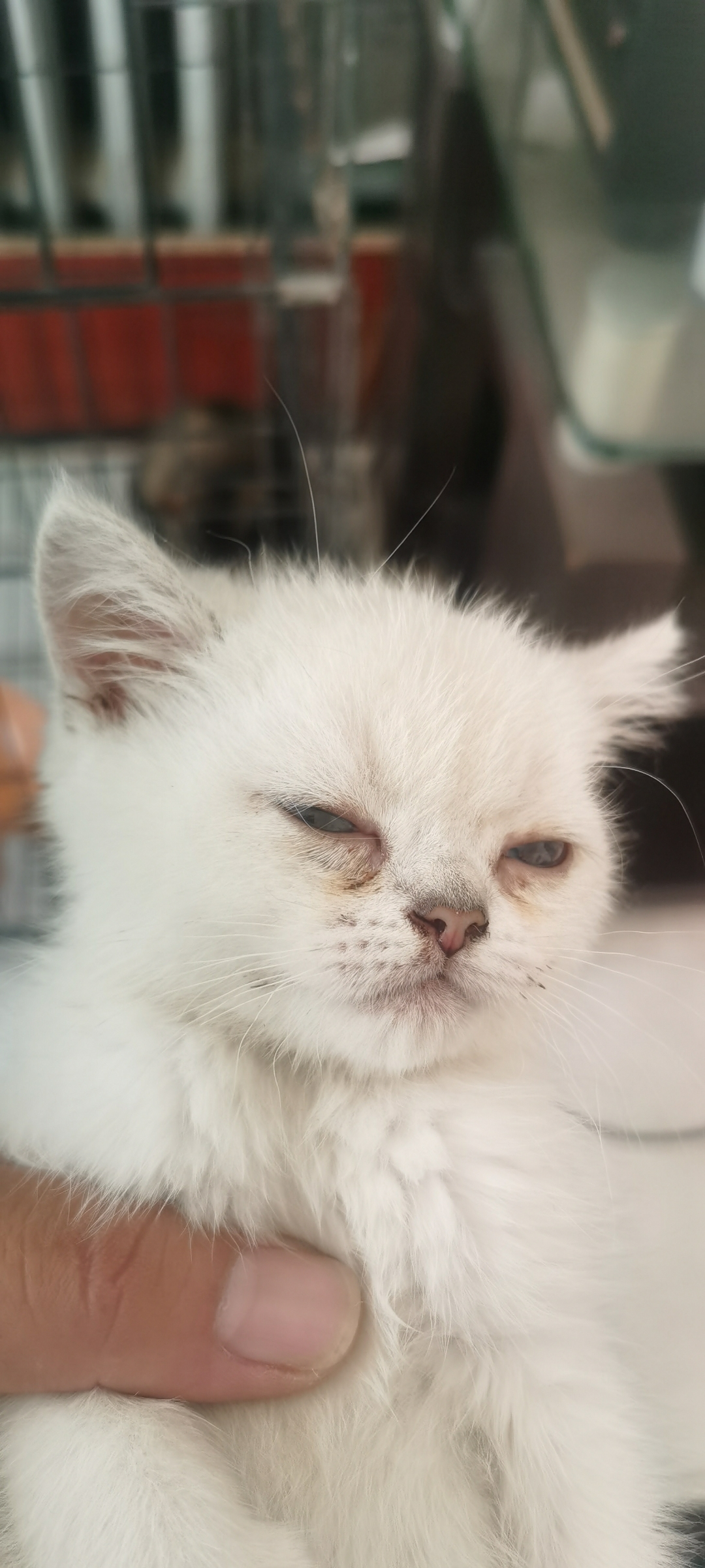 一只睡眼惺忪的卡姿兰大眼睛,一只刚来的小三花.#小猫