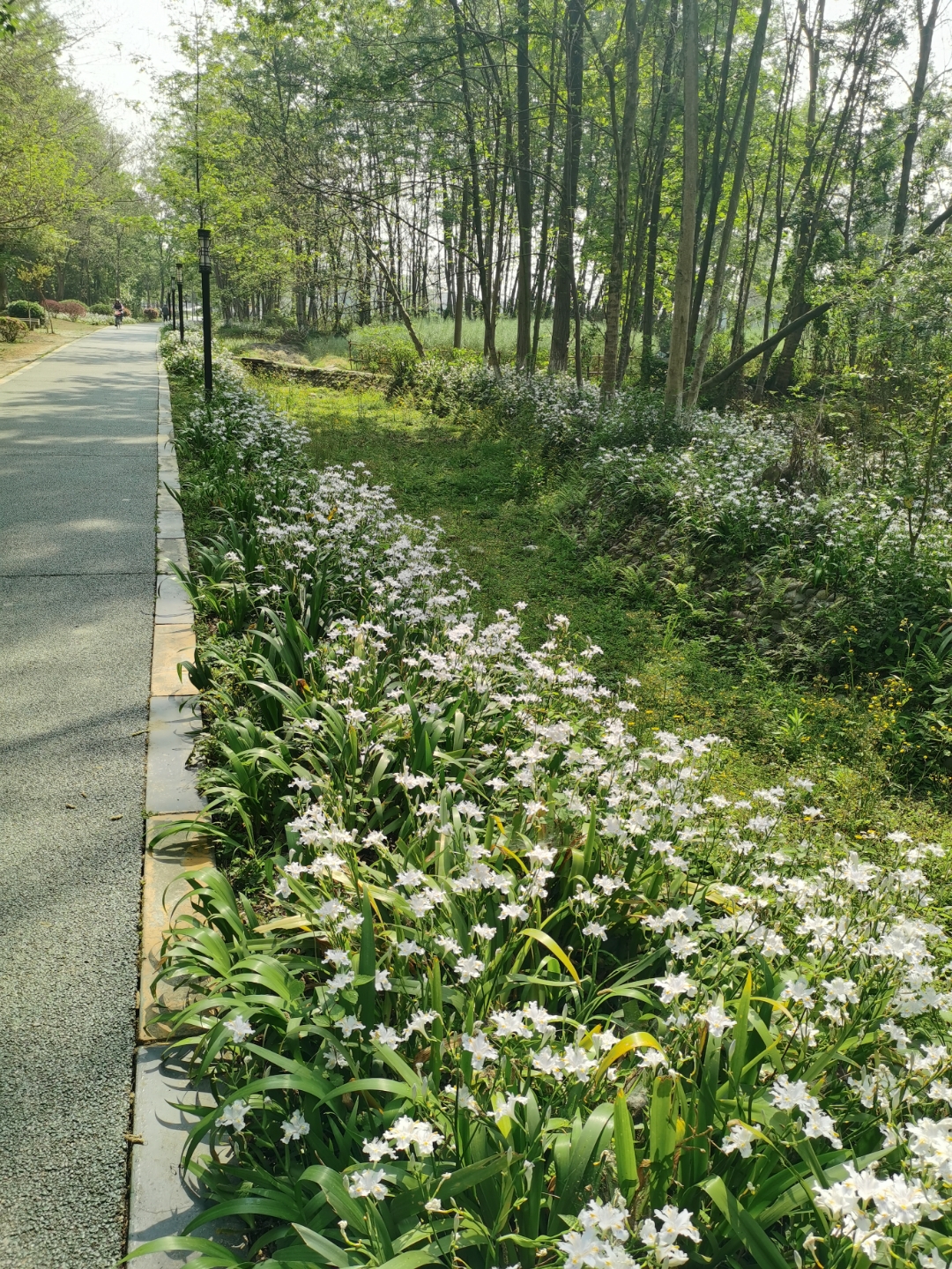 扁竹根花期图片