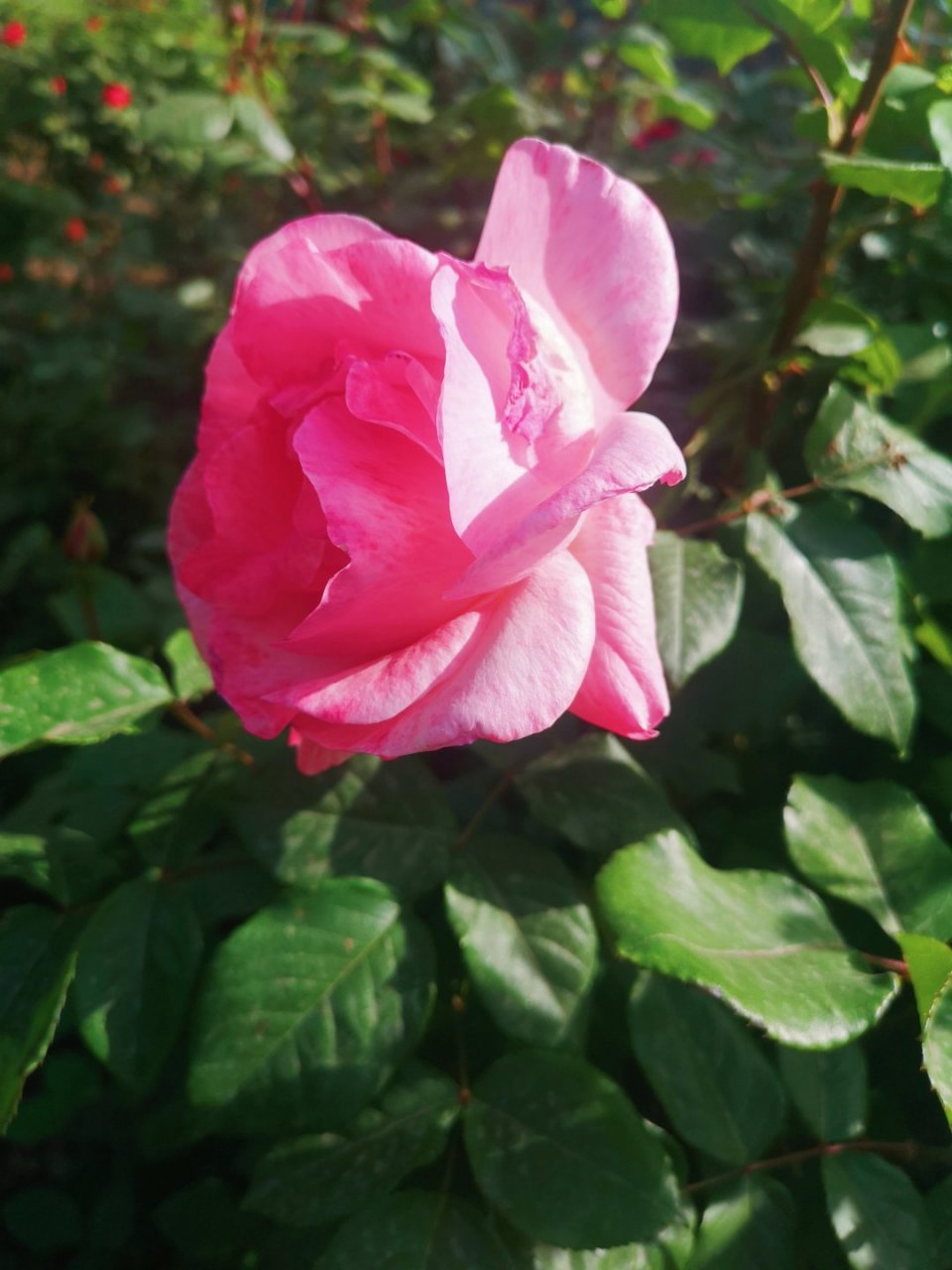 《处世悬镜》:"修学不以诚,则学浅;务事不以诚,则事败. "    【理解】