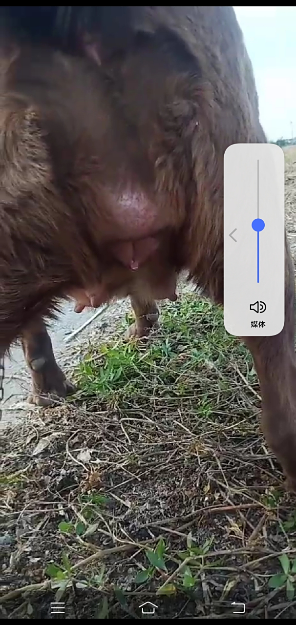 拉布拉多怀孕50天 水门和肛门之间涨个大包 谁知道怎么回事啊