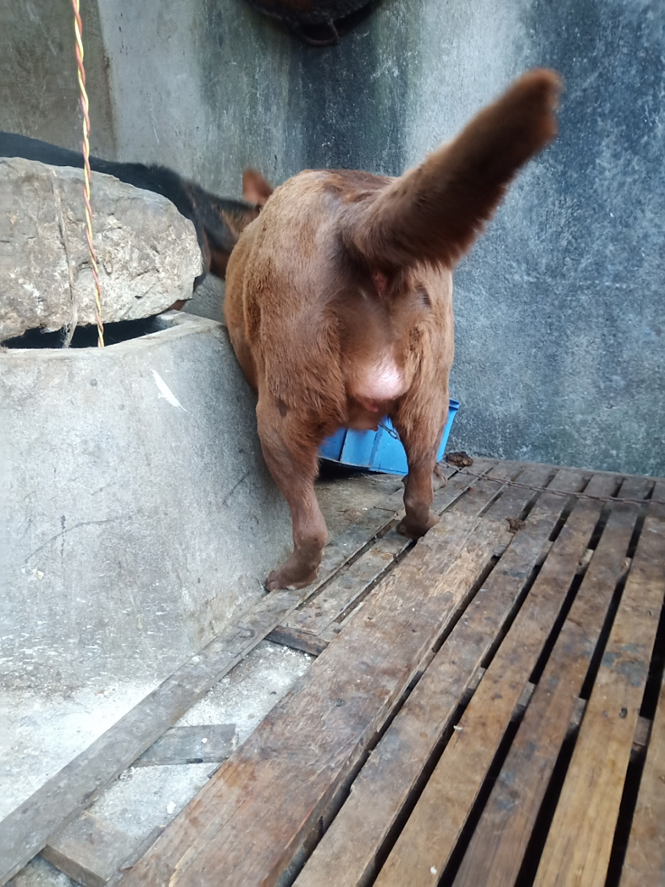 拉布拉多怀孕50天 水门和肛门之间涨个大包 谁知道怎么回事啊