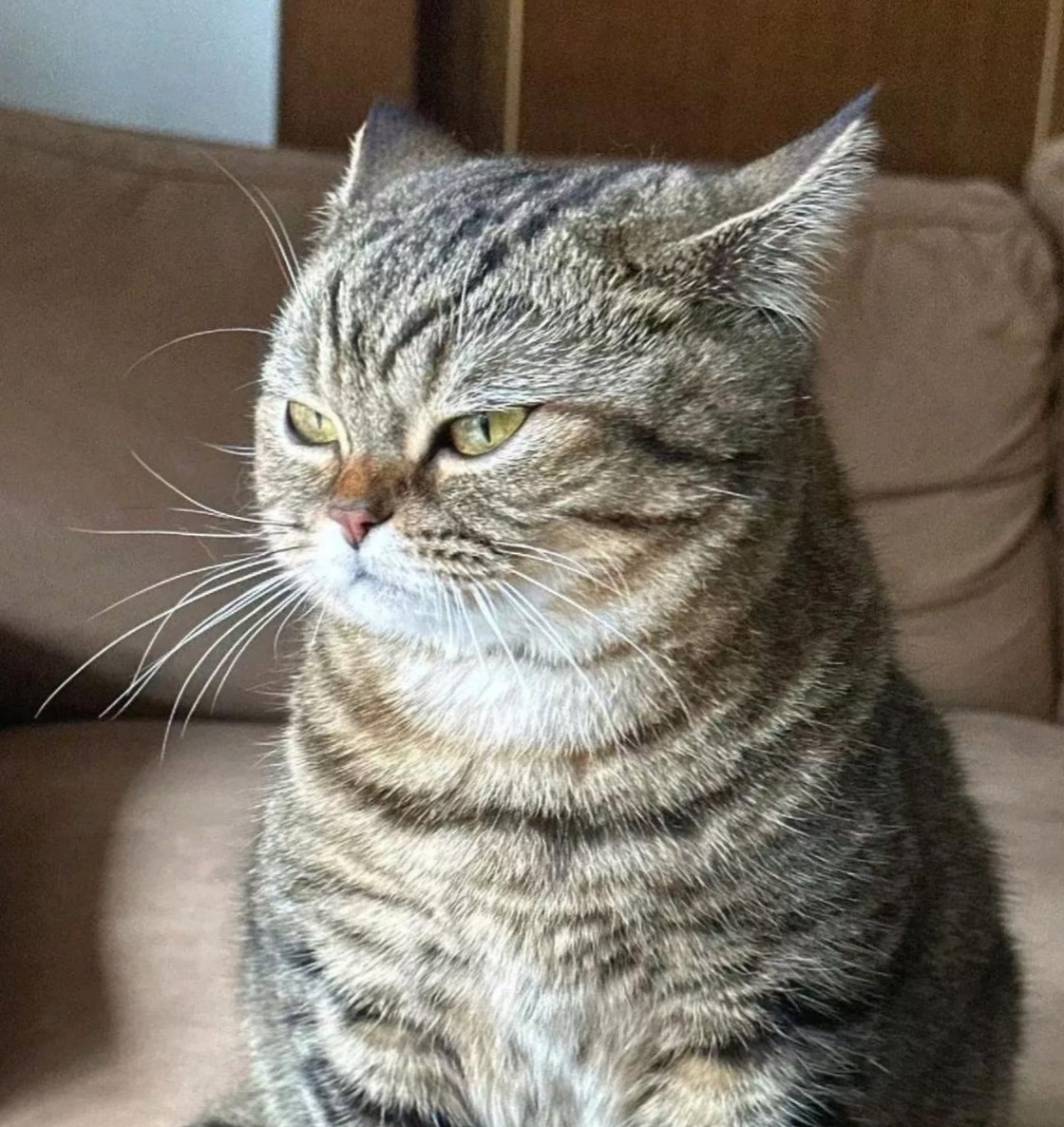 我家猫咪被淋雨后,老婆给它洗了澡,它却莫名生气了,气鼓鼓的样子真