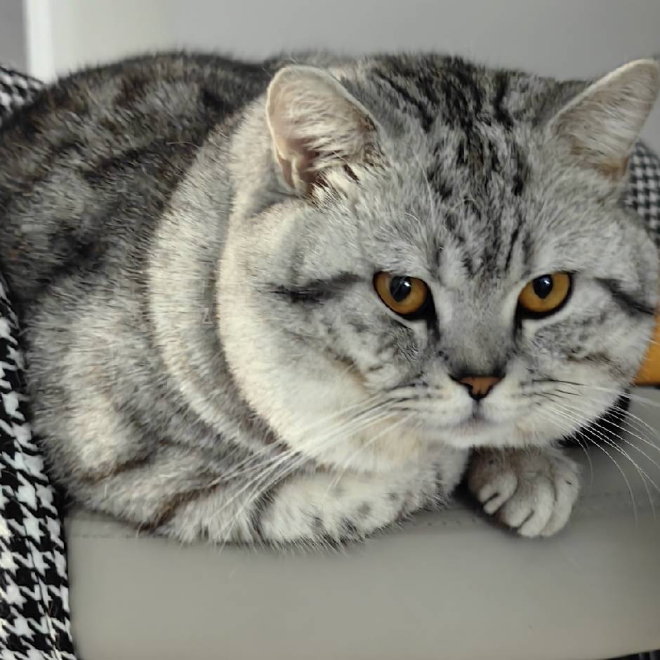 一岁半的猫咪眼神