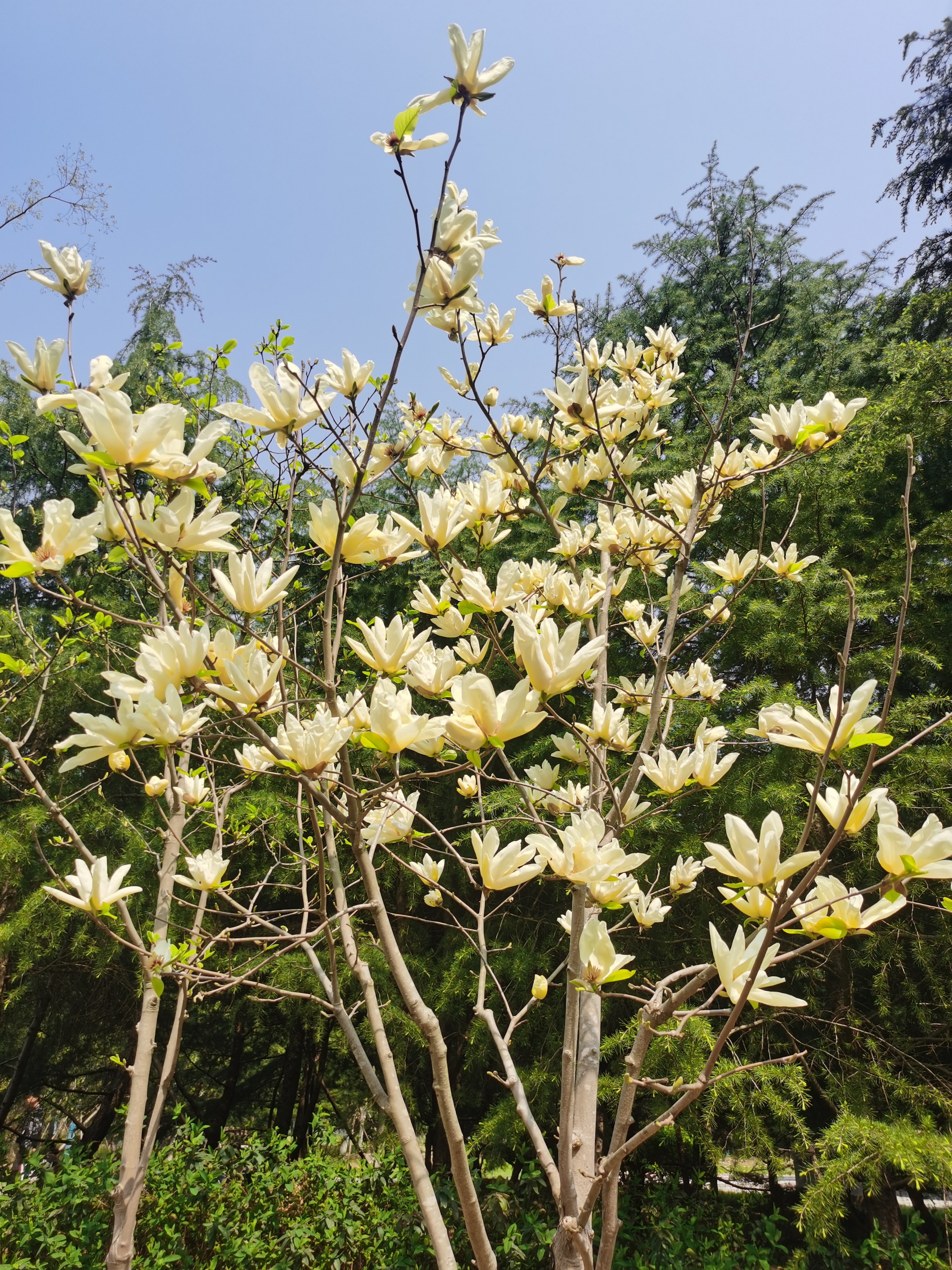 春日玉兰花开